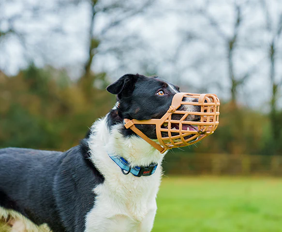 Baskerville Classic Basket Dog Muzzle (10 sizes) - Image 5