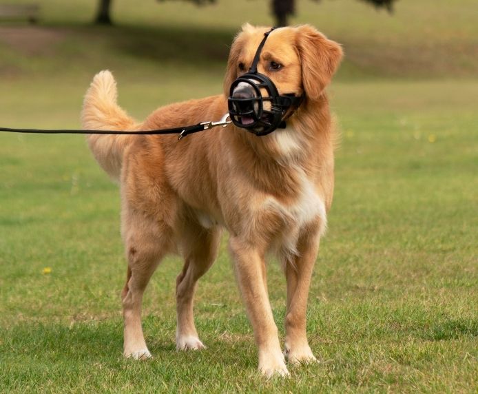 Baskerville Ultra Dog Muzzle (6 sizes) - Image 7