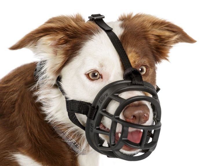 Baskerville Ultra Dog Muzzle (6 sizes) - Image 8