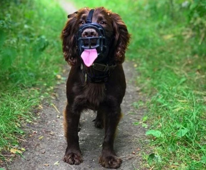 Baskerville Ultra Dog Muzzle (6 sizes) - Image 9