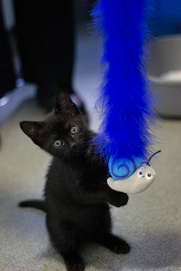 Battersea Bugs Snail Teaser Cat Toy - Image 6