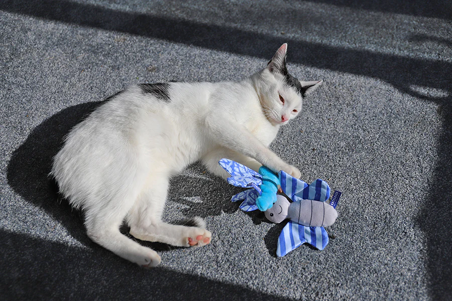 Battersea Butterfly & Dragonfly Duo Cat Toy - Image 7