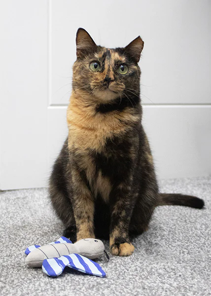 Battersea Butterfly & Dragonfly Duo Cat Toy - Image 8