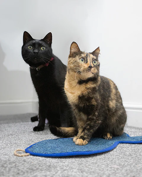 Battersea Fish Shaped Cat Scratcher Mat - Image 3