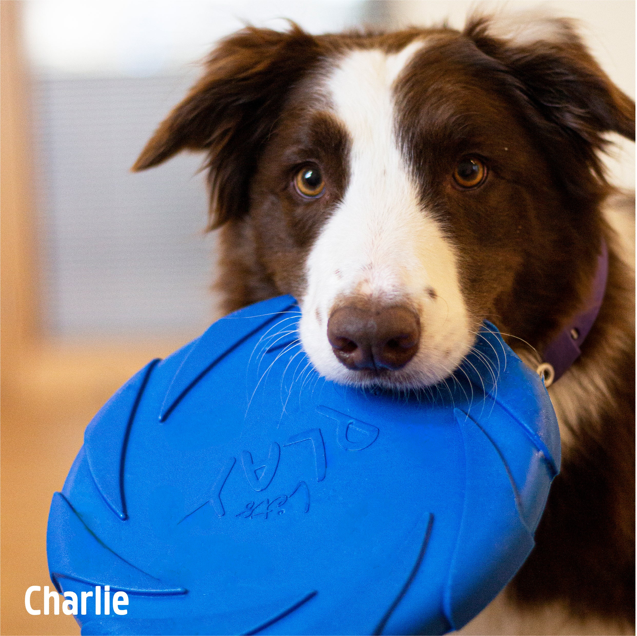 Battersea Foam Frisbee Dog Toy - Image 4