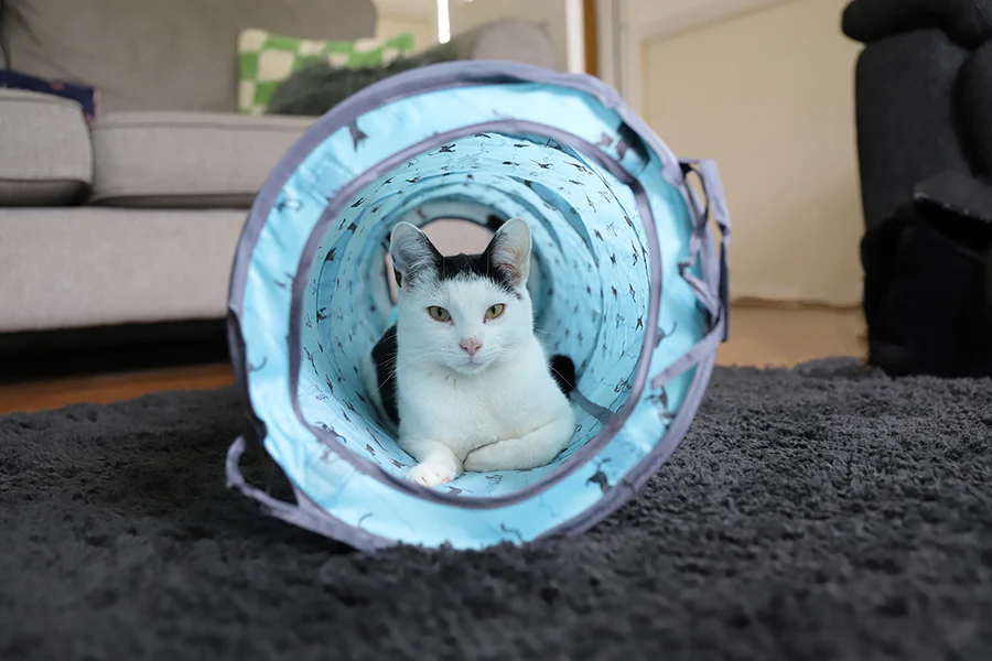 Battersea Pop Up Play Tent & Tunnel for Cats - Image 5