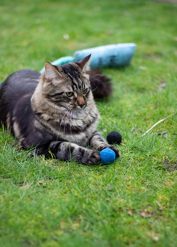 Battersea Pounce Cat Balls Cat Toy 4pc - Image 11