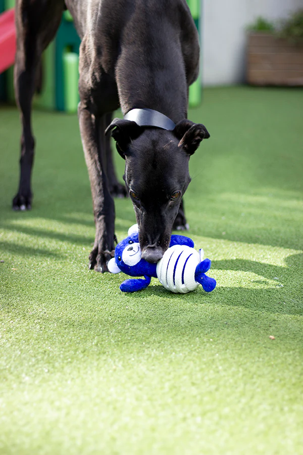 Battersea Rubber Belly Bear Dog Toy - Image 13