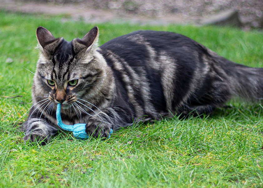 Battersea Tune Chaser Mice Cat Toy 3pc - Image 13