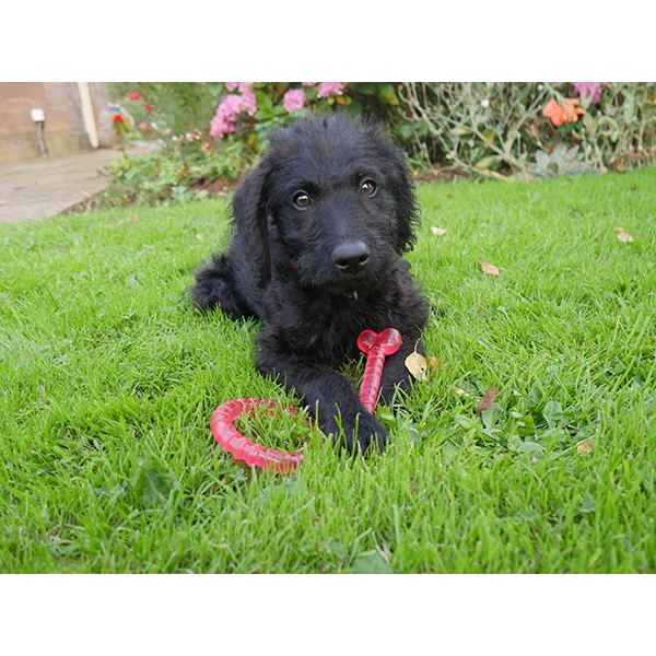 BioSafe Puppy Bone (2 colours) - Image 3