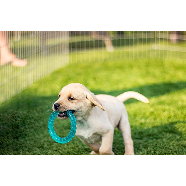 BioSafe Puppy Ring - Image 3