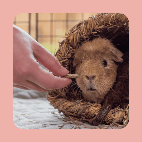 Burgess Excel Forage & Feast Hay Bar With Rose 60g - Image 4