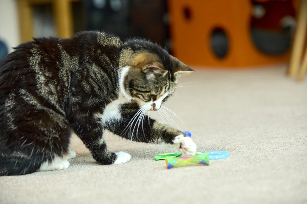 Petface Catkins 3 Springy Cat Toys 3pk - Image 13