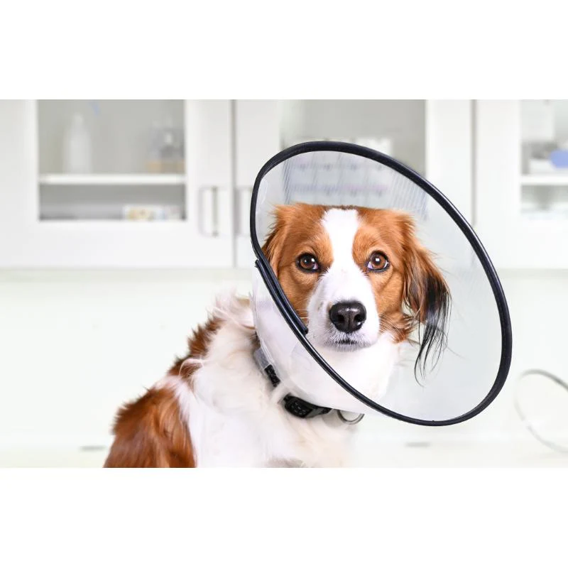 Comfort Collar (7 sizes) - Image 3