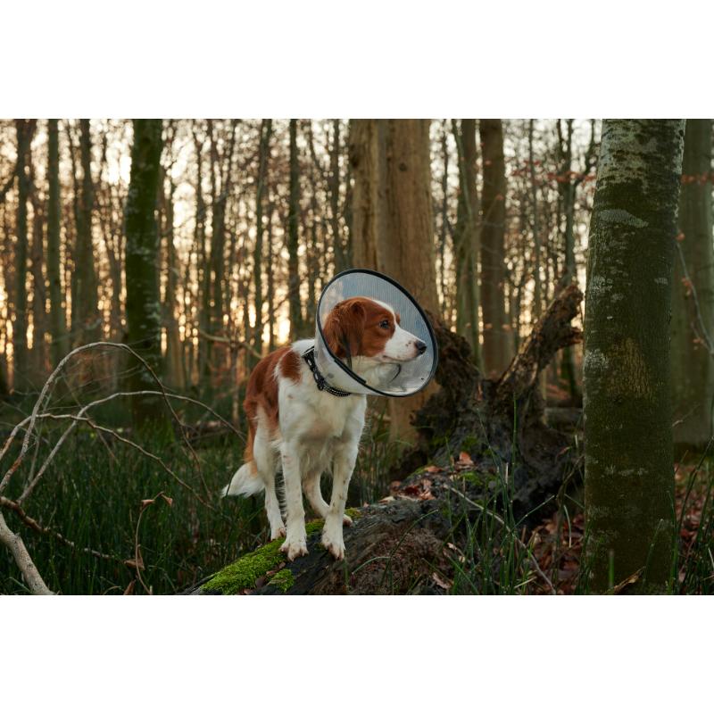 Comfort Collar (7 sizes) - Image 5