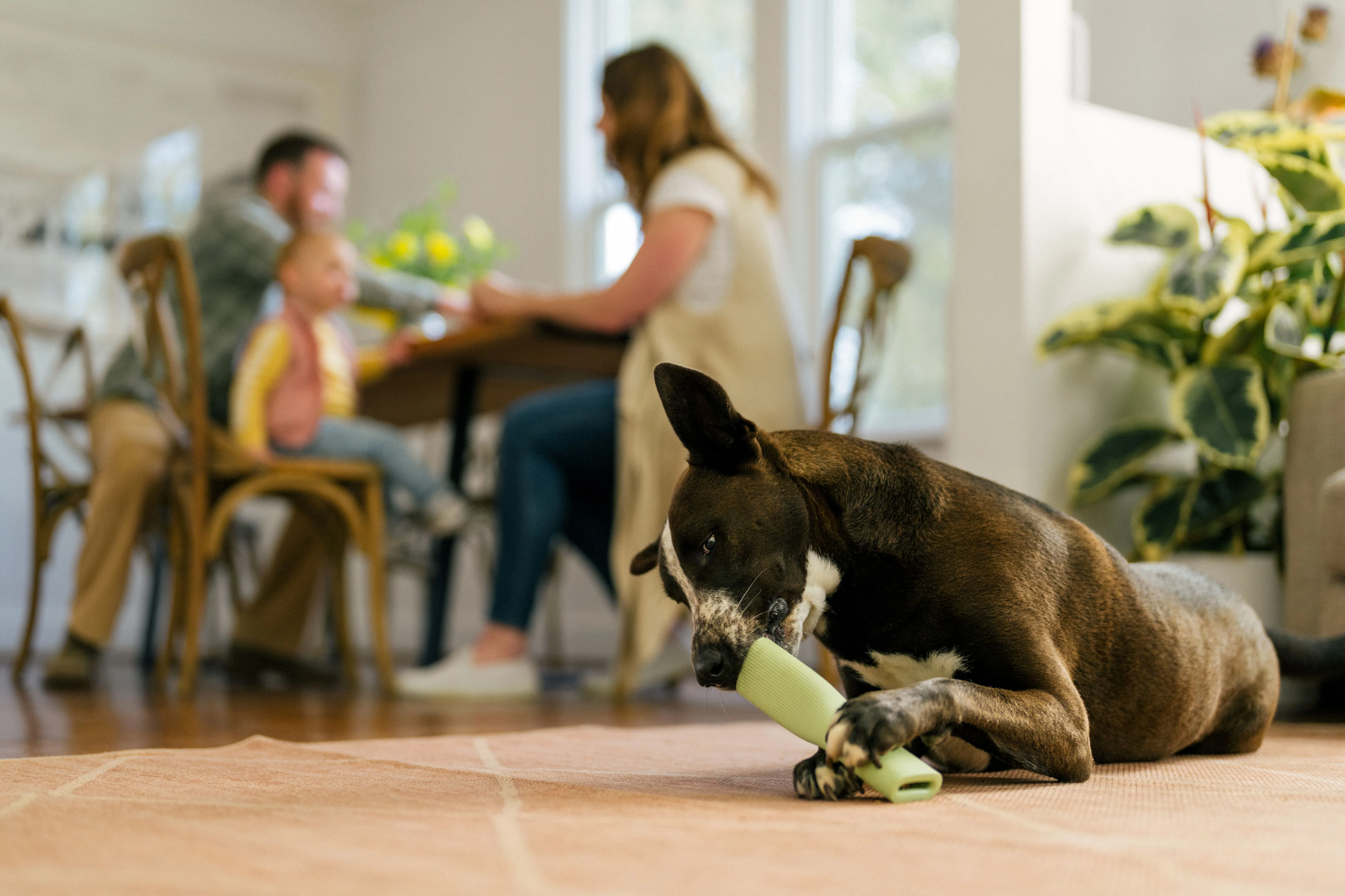 Earth Rated Chew Toy Rubber (2 sizes) - Image 11