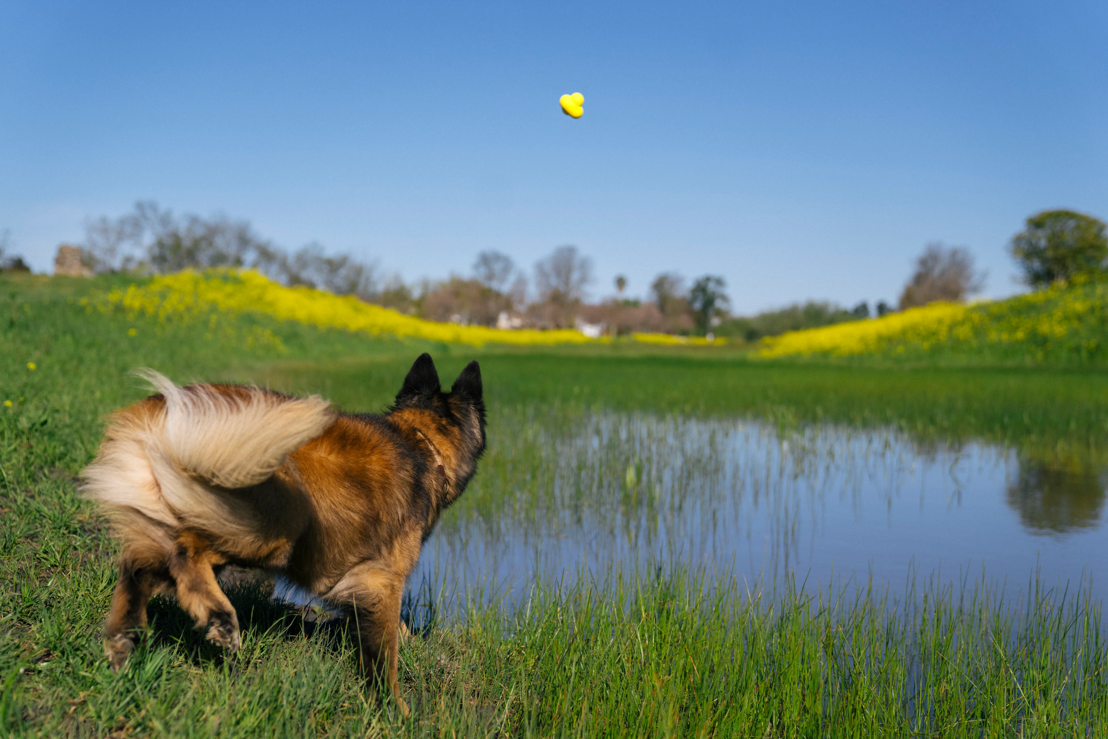 Earth Rated Fetch Toy Rubber (3 sizes) - Image 10