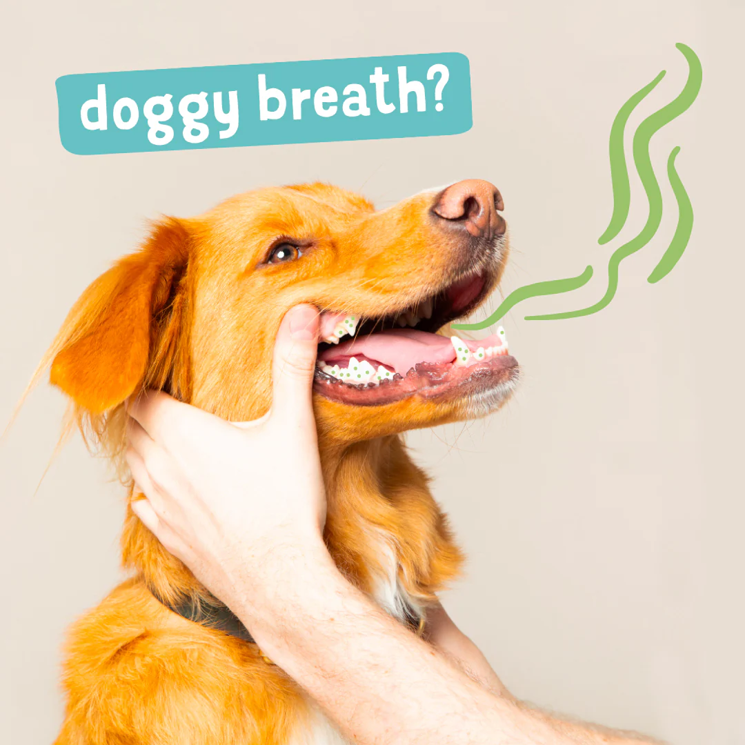 Edgard & Cooper Dog Dental Chews Apple & Eucalyptus - Image 5