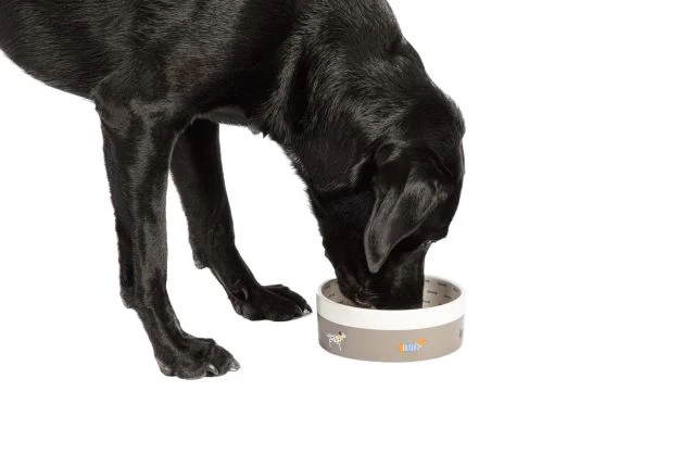 FatFace Marching Dogs Pet Bowl - Image 6