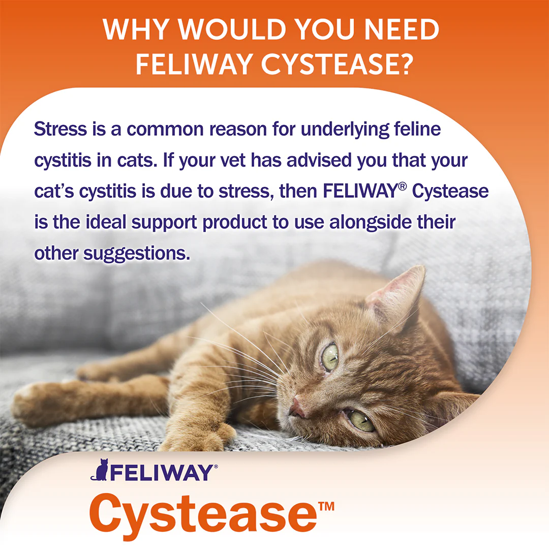 Feliway Cystease - Image 3