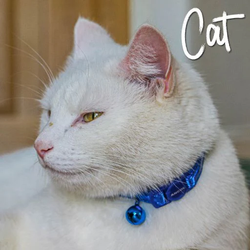 Gloss Reflective Safety Cat Collar - Image 4