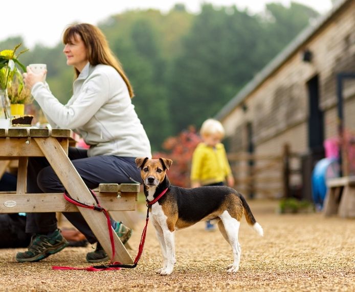 Halti Active Dog Lead Red Small - Image 5
