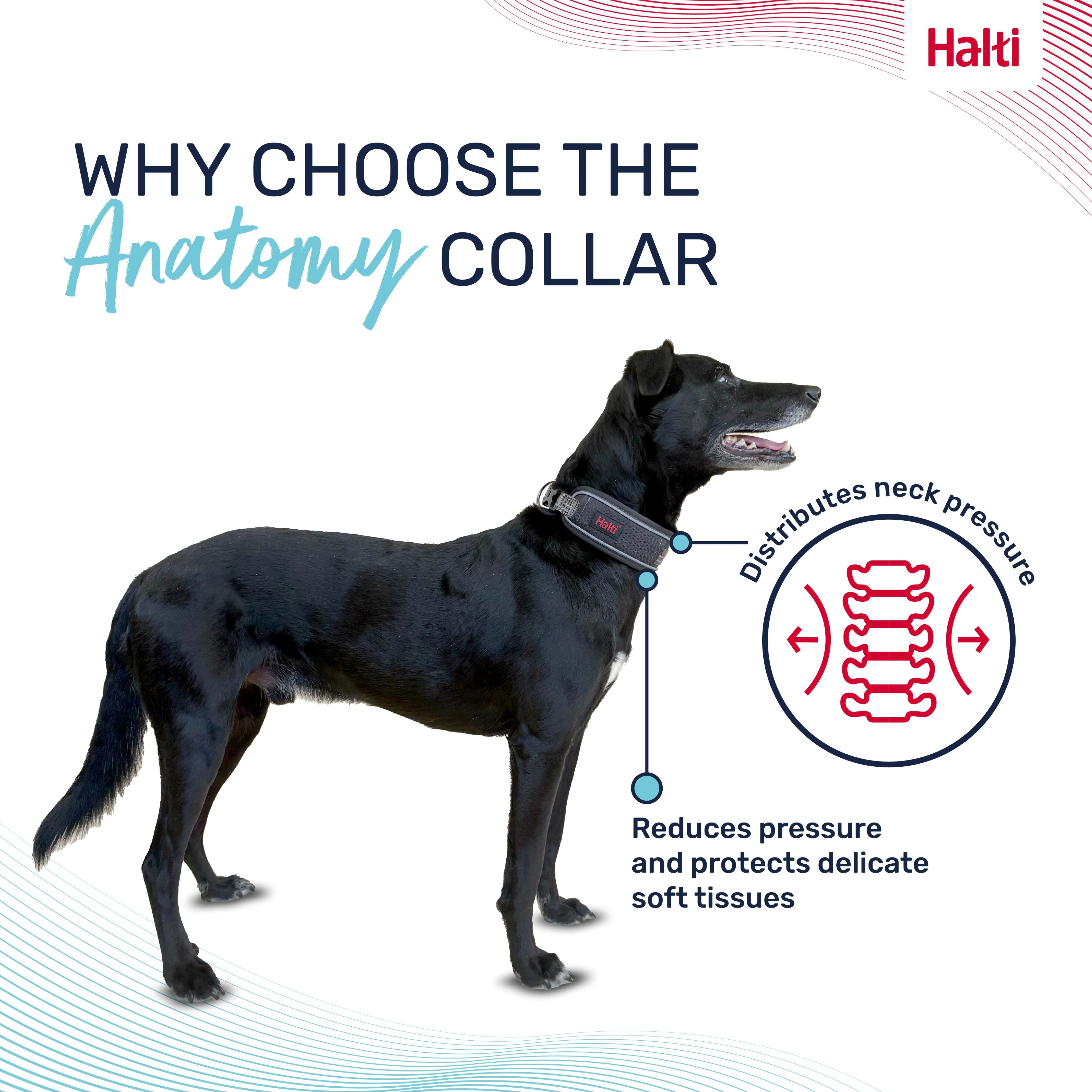 Halti Anatomy Collar Grey (4 sizes) - Image 2