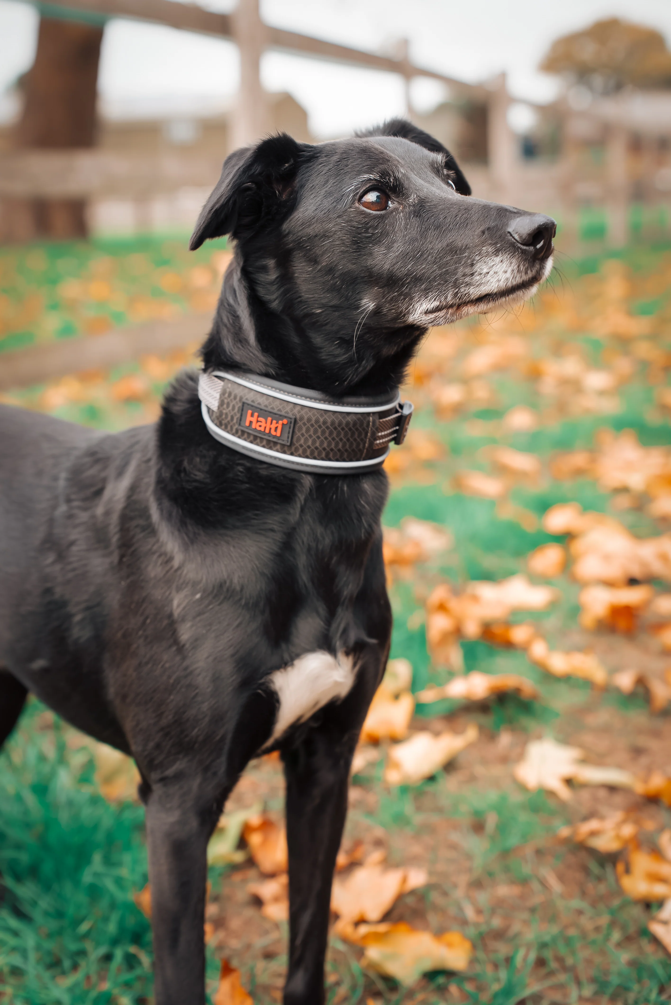 Halti Anatomy Collar Grey (4 sizes) - Image 9