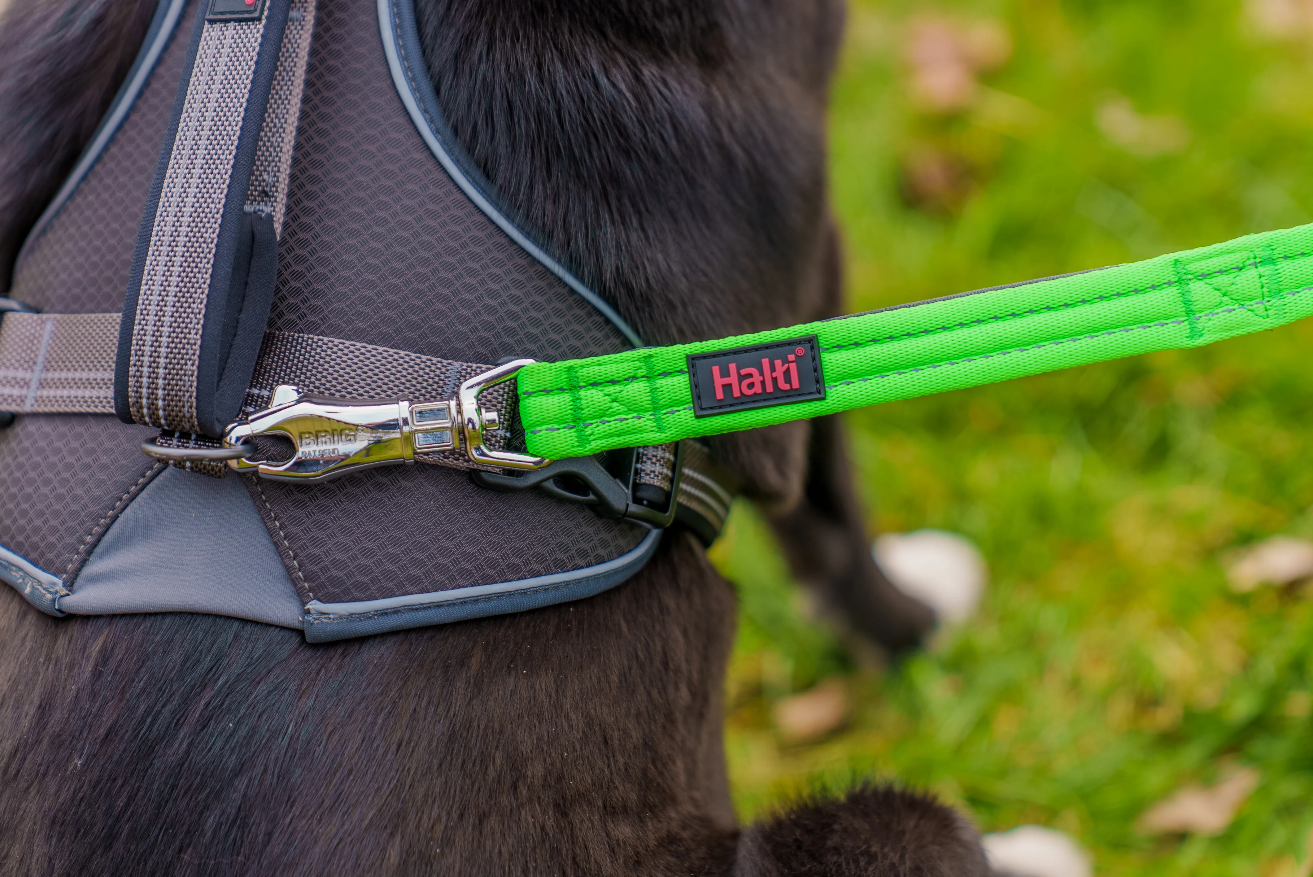 Halti BRIG Safety Lead Neon Coral Large - Image 10