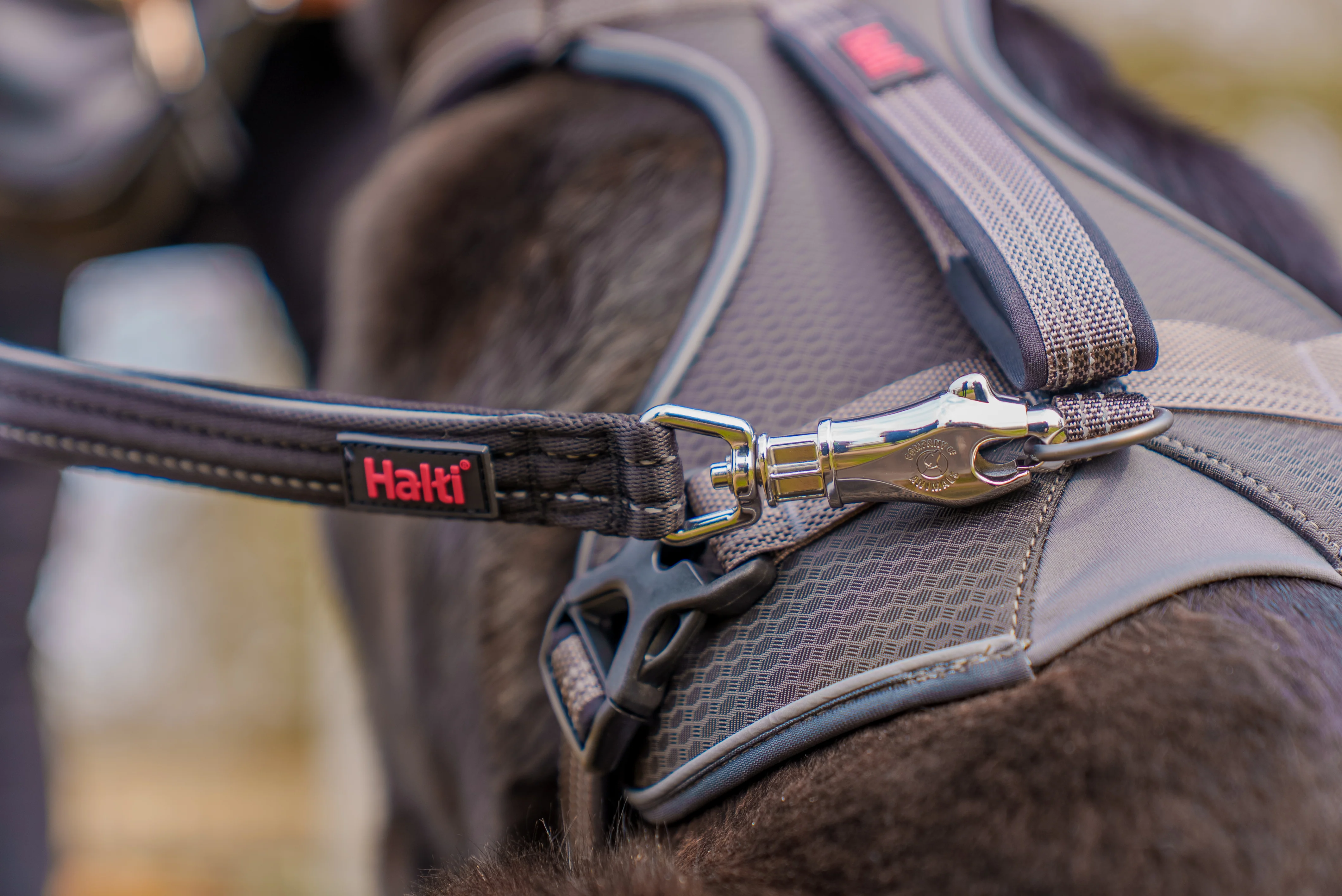Halti BRIG Safety Lead Neon Coral Large - Image 13