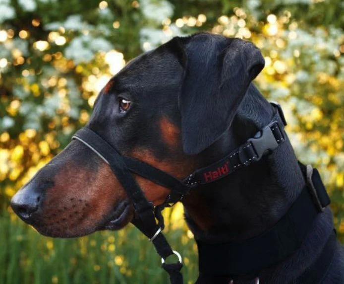 Halti Dog Headcollar Black - Image 8
