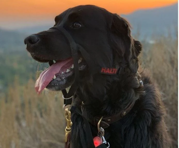 Halti Dog Headcollar Black - Image 9