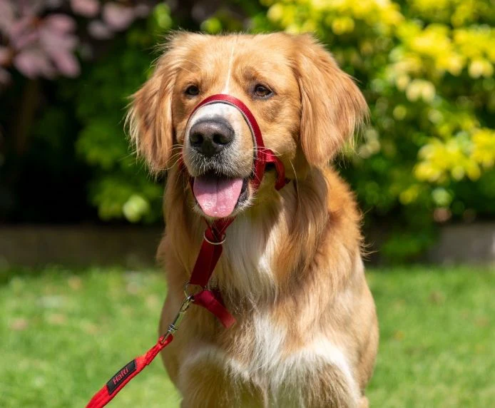 Halti Dog Headcollar Red - Image 8