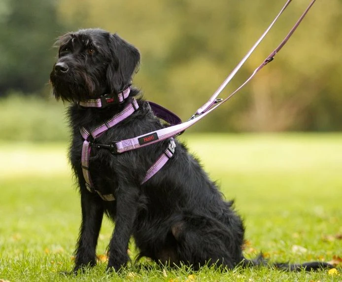 Halti Double Ended Dog Lead Red Large - Image 3