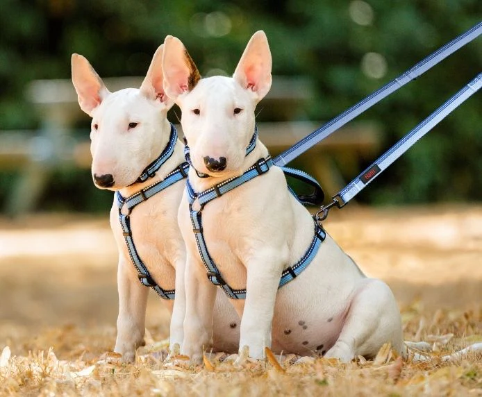 Halti Double Ended Dog Lead Red Large - Image 4