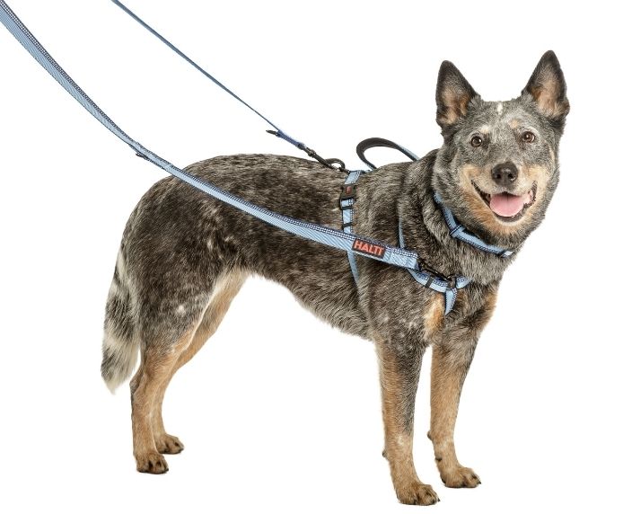 Halti Double Ended Dog Lead Red Large - Image 5