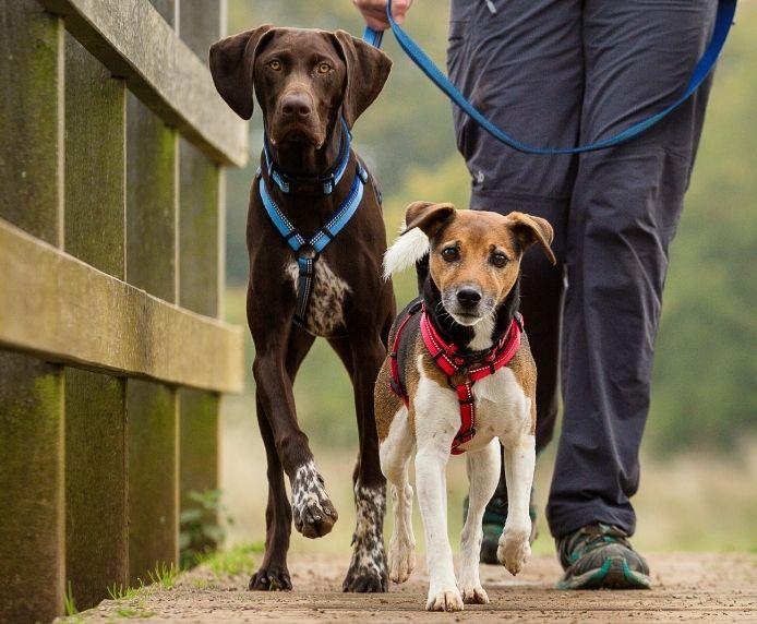 Halti Dog Lead Black Large - Image 5