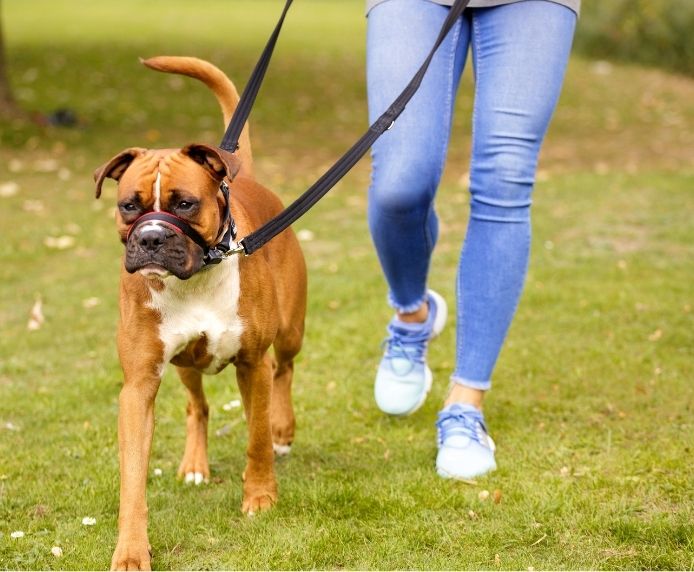 Halti Optifit Dog Headcollar - Image 9