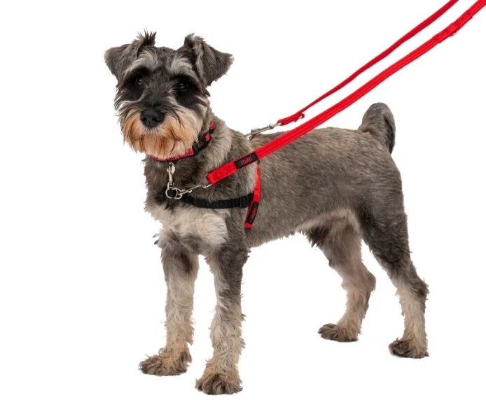 Halti Training Dog Lead (2 sizes/ 2 colours) - Image 10