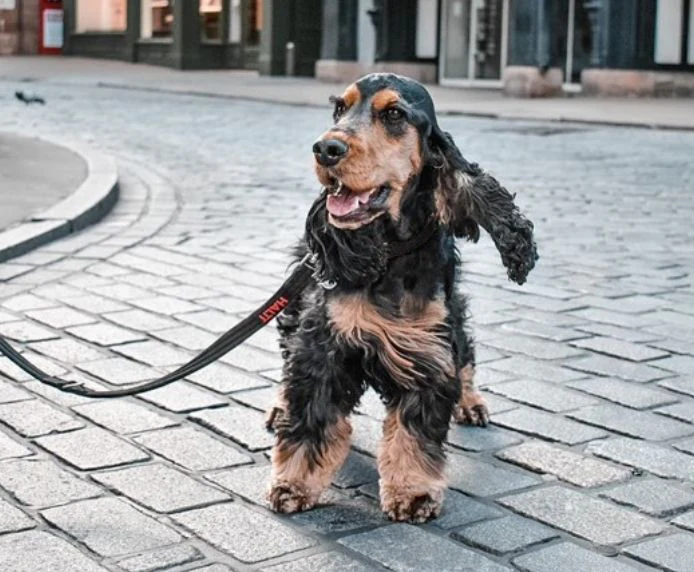 Halti Training Dog Lead (2 sizes/ 2 colours) - Image 11