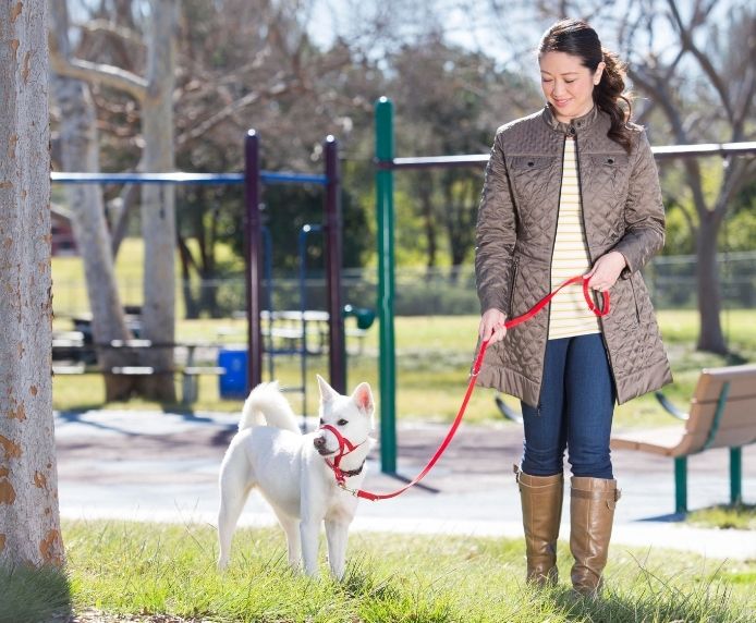 Halti Training Dog Lead (2 sizes/ 2 colours) - Image 12