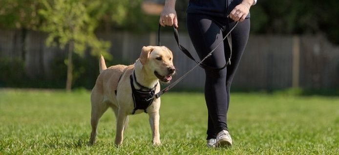 Halti Training Dog Lead (2 sizes/ 2 colours) - Image 13