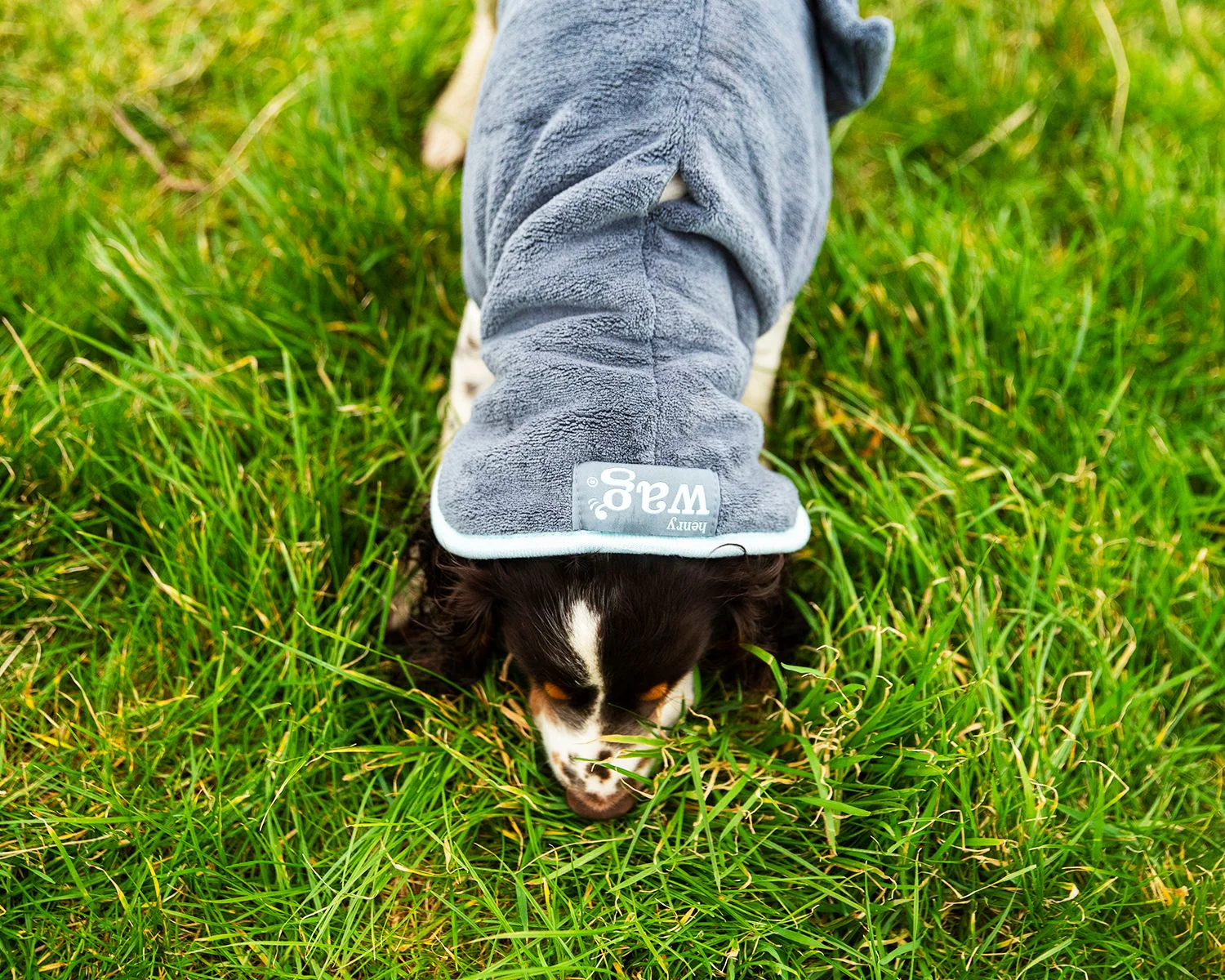 Henry Wag Drying Coat Grey/Blue (5 sizes) - Image 5