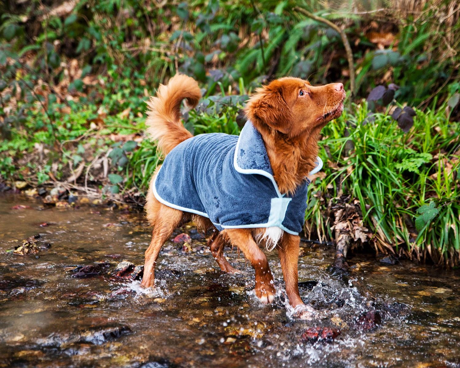 Henry Wag Drying Coat Grey/Blue (5 sizes) - Image 6