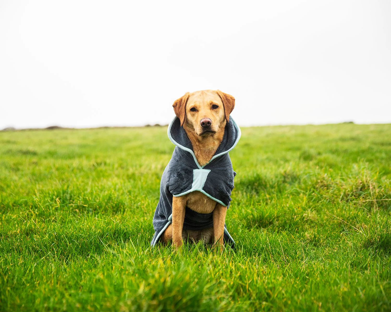 Henry Wag Drying Coat Grey/Blue (5 sizes) - Image 7