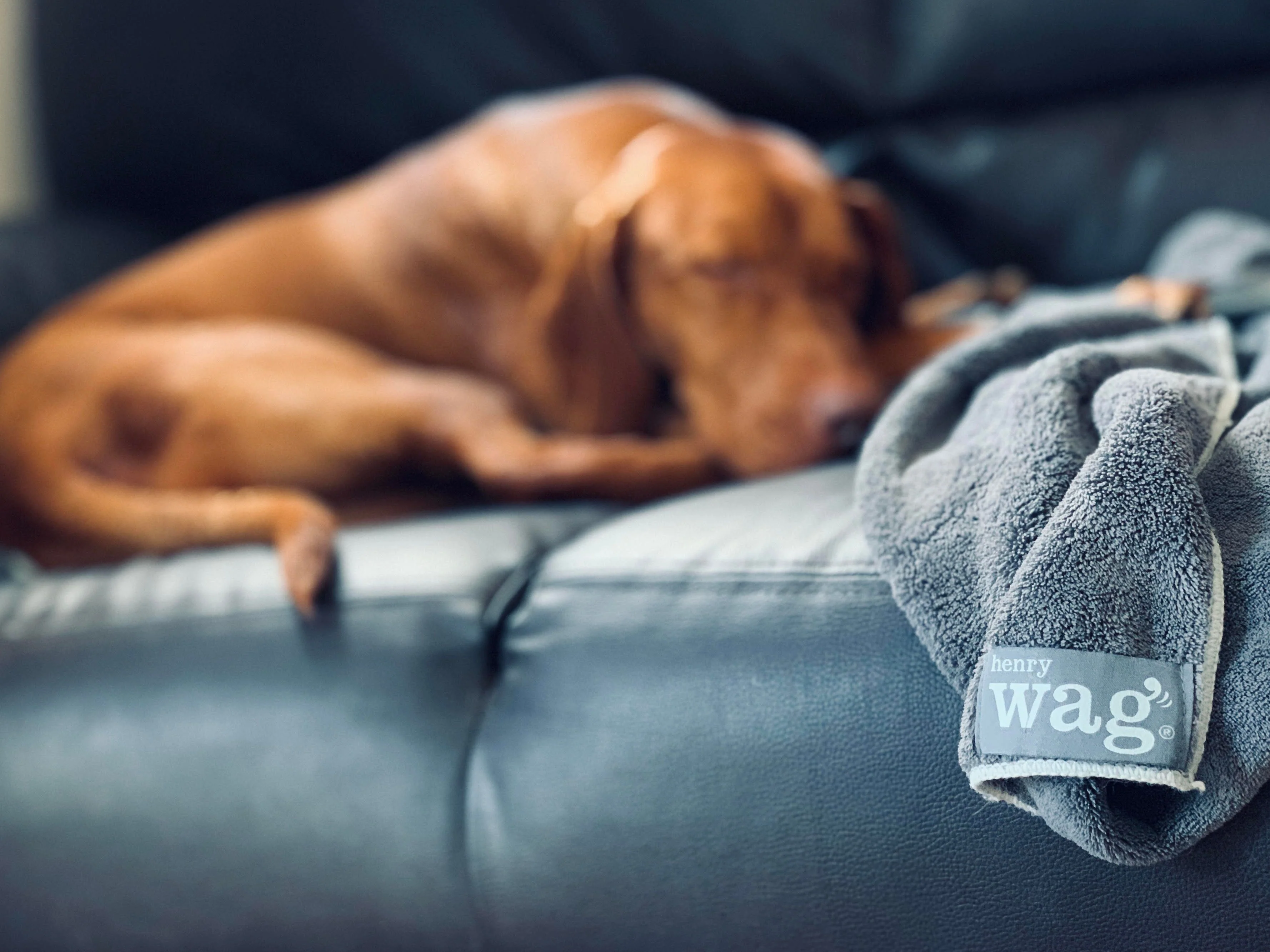 Henry Wag Microfibre Cleaning Towel - Image 7