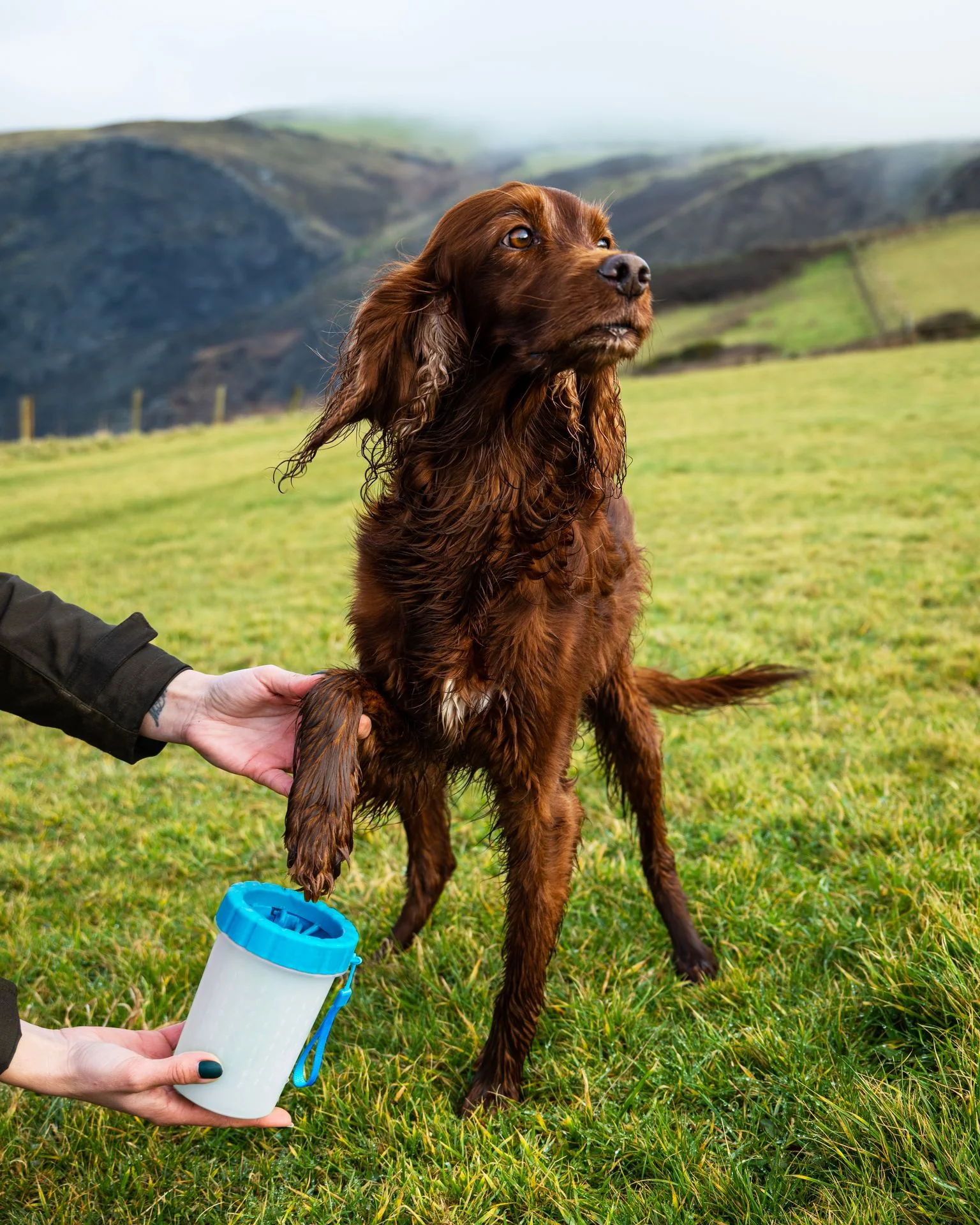 Henry Wag Pet Paw Cleaner - Image 4