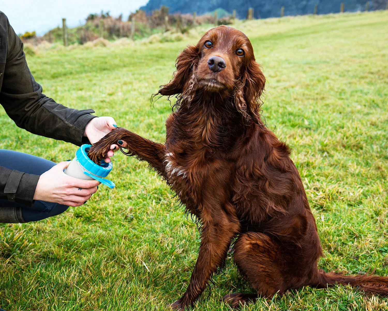 Henry Wag Pet Paw Cleaner - Image 5