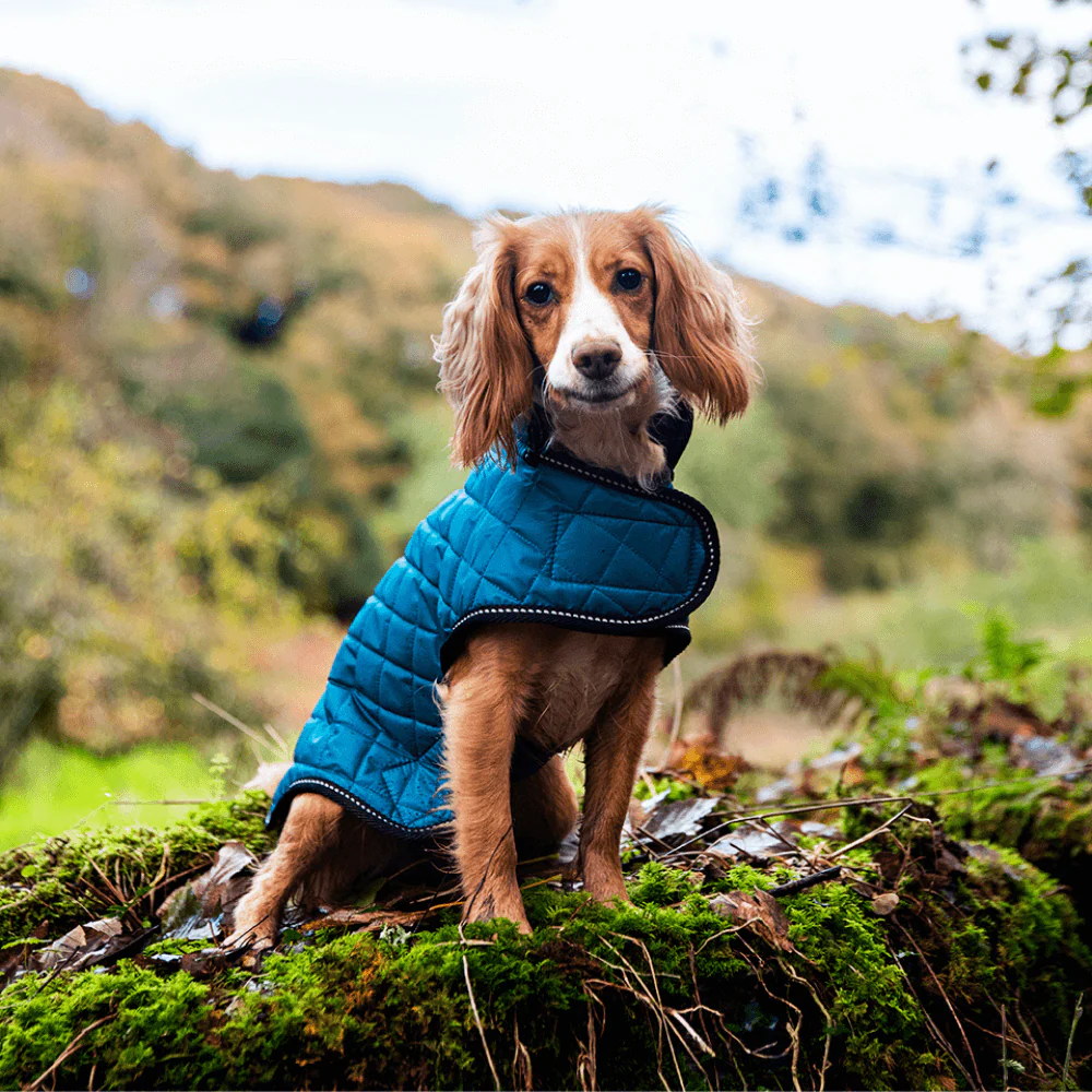 Henry Wag Quilted Dog Jacket Teal (5 sizes) - Image 4
