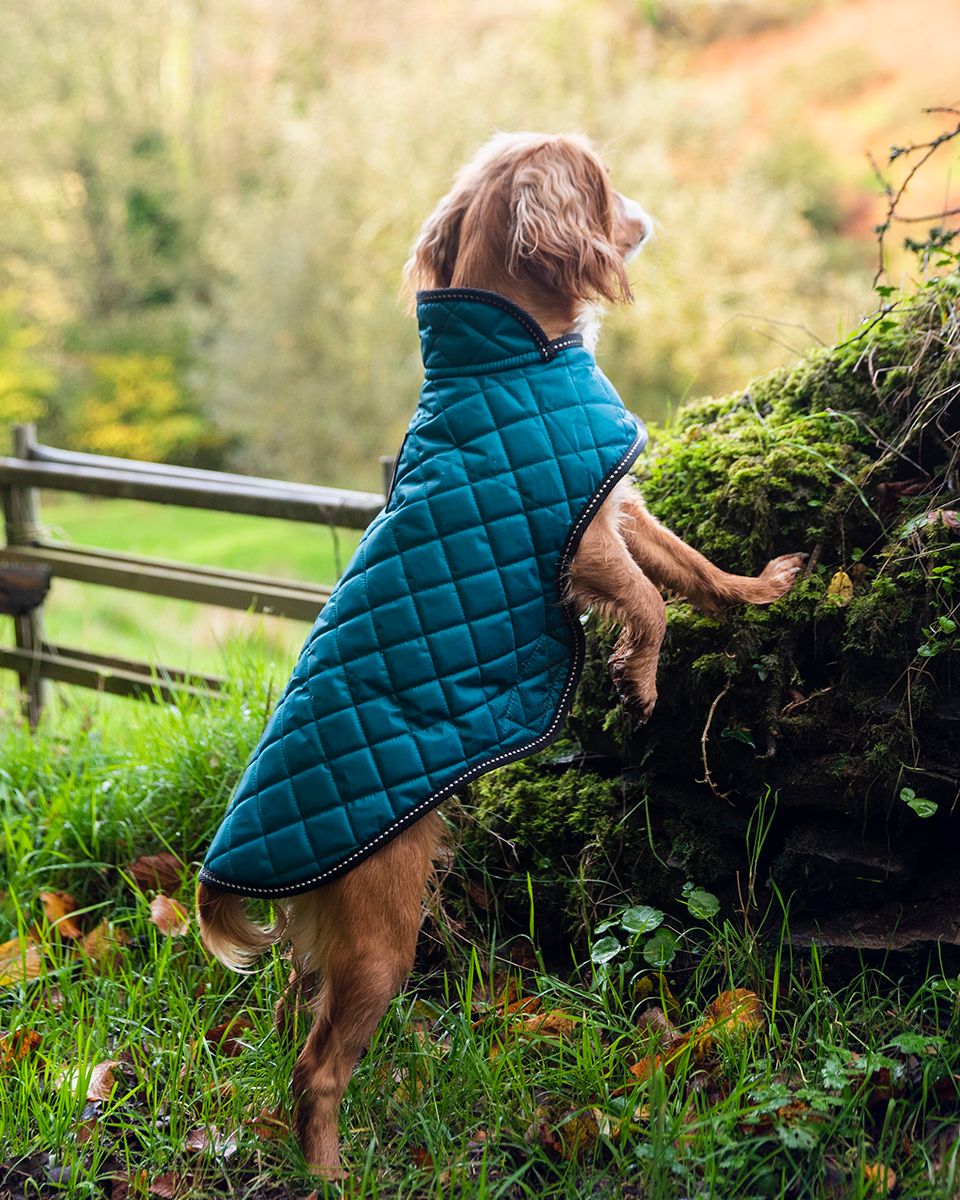 Henry Wag Quilted Dog Jacket Teal (5 sizes) - Image 5
